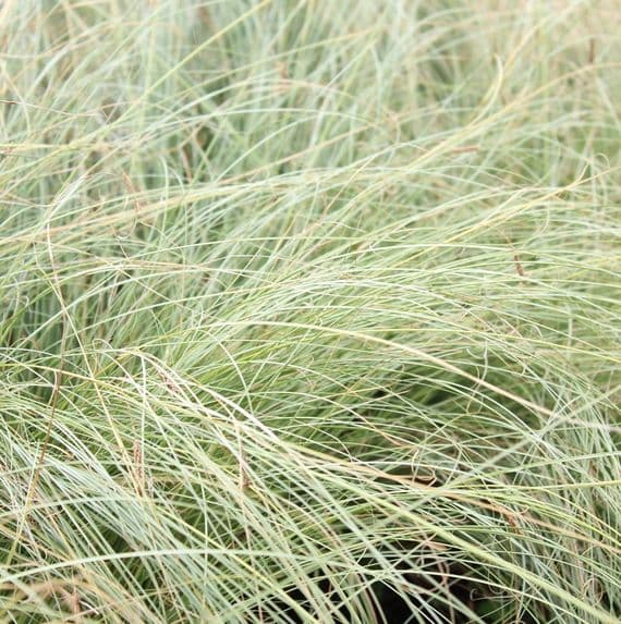 Carex comans Frosted Curls 2 Litre
