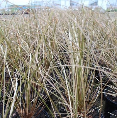 Carex comans Kupferflamme x 2 Litre