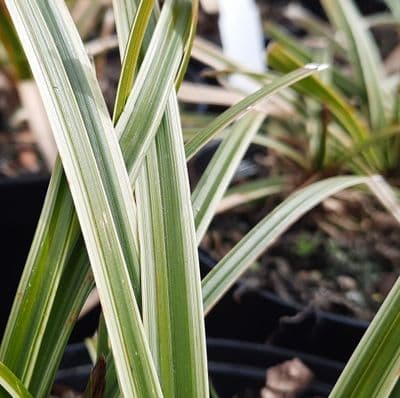 Carex Ice Dancer 2 Litre