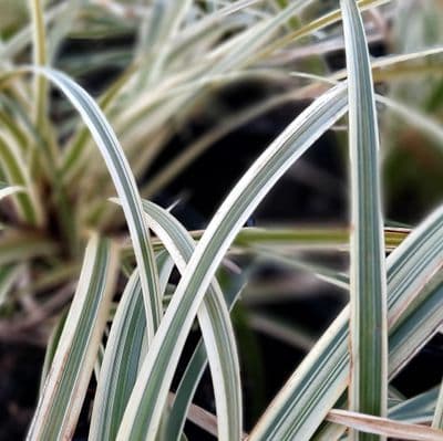 Carex morrowii Aureovariegata 2 Litre