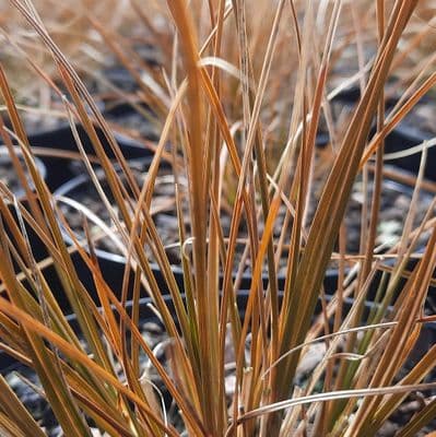 Carex testacea 2 Litre