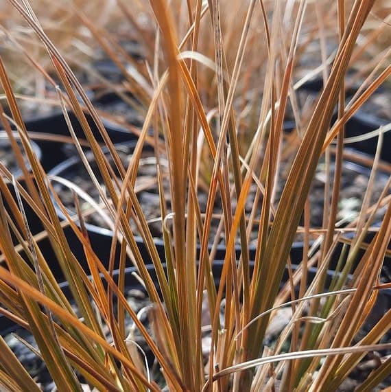 Carex testacea 2 Litre
