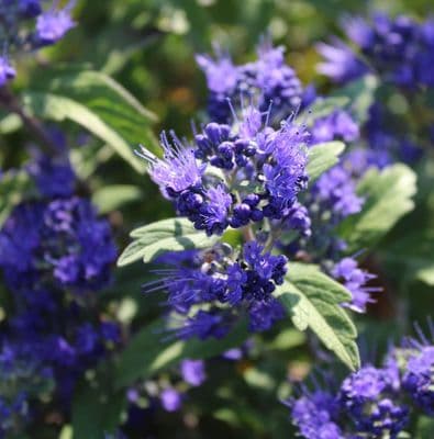 Caryopteris × clandonensis Grand Bleu x 3 Litre