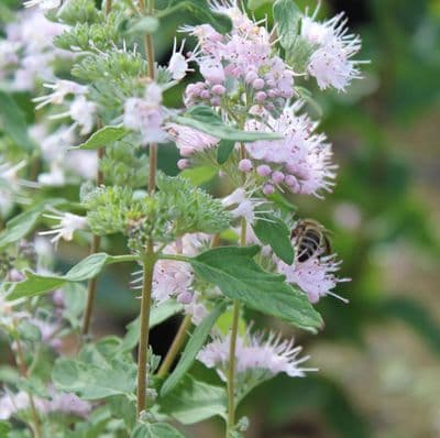 Caryopteris × clandonensis Pink Perfection 3 Litre