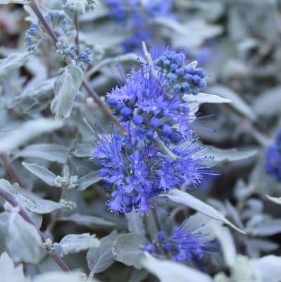 Caryopteris × clandonensis Sterling Silver 3 Litre
