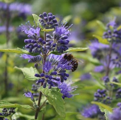 Caryopteris × clandonensis Sunny Blue 3 Litre