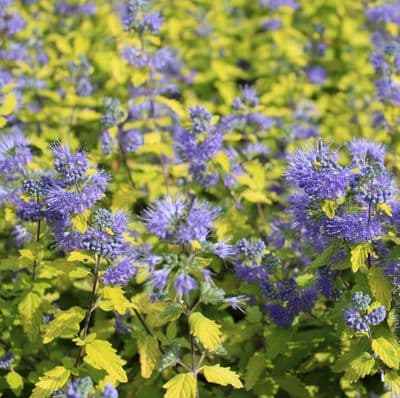 Caryopteris incana Sunshine Blue 3 Litre
