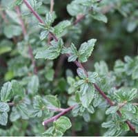 Ceanothus A.T Johnson 3 Litre