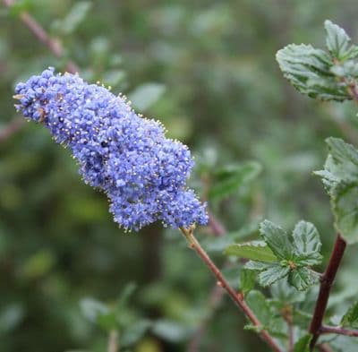 Ceanothus A.T Johnson 3 Litre