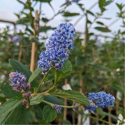 Ceanothus arboreus Trewithen Blue 3 Litre