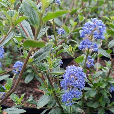 Ceanothus Autumnal Blue 3 Litre
