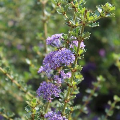Ceanothus Blue Jeans 3 Litre