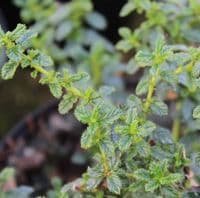 Ceanothus Blue Mound 3 Litre