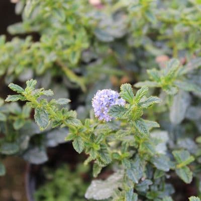 Ceanothus Blue Mound 3 Litre