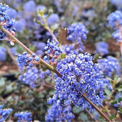 Ceanothus Blue Sapphire 3 Litre