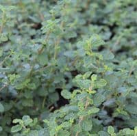 Ceanothus Burkwoodii 3 Litre