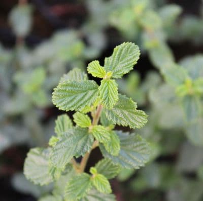 Ceanothus Burkwoodii 3 Litre