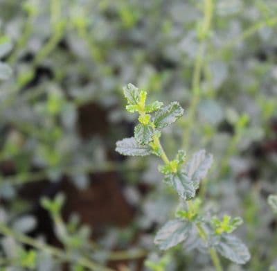 Ceanothus Concha 3 Litre