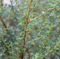 Ceanothus Dentatus 3 Litre