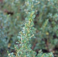 Ceanothus Dentatus 3 Litre