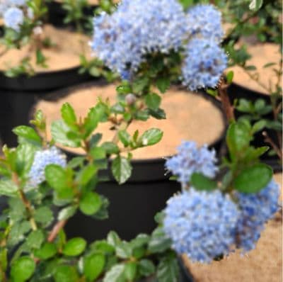 Ceanothus Dentatus 3 Litre