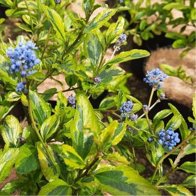 Ceanothus El Dorado 3 Litre
