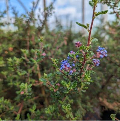 Ceanothus impressus 3 Litre