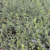 Ceanothus Italian Skies 3 Litre