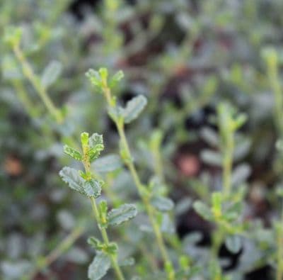 Ceanothus Italian Skies 3 Litre
