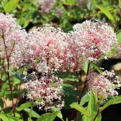 Ceanothus × pallidus Marie Simon 3 Litre