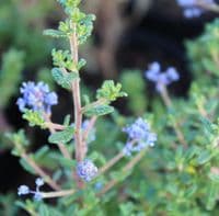 Ceanothus Puget Blue 3 Litre