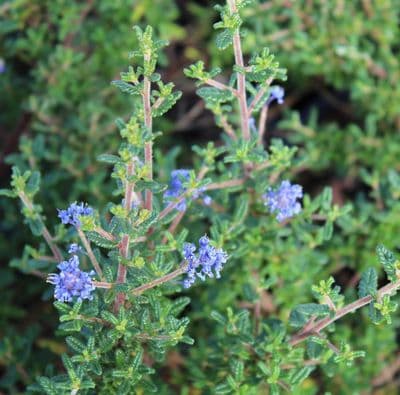 Ceanothus Puget Blue 3 Litre
