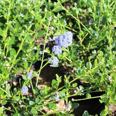 Ceanothus Skylark 3 Litre