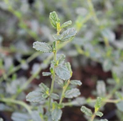 Ceanothus Southmead 3 Litre