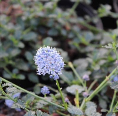 Ceanothus Thrysiflorus var Repens 3 Litre
