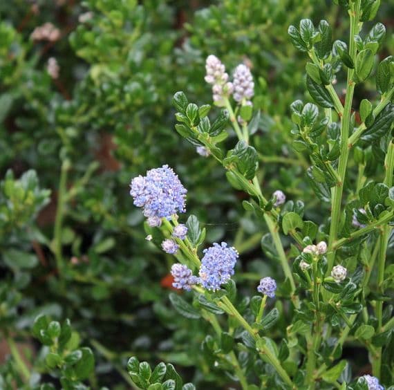Ceanothus Victoria 3 Litre