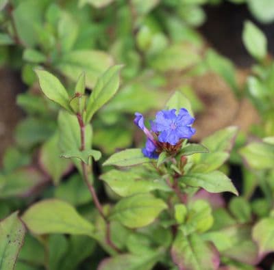 Ceratostigma Plumbaginoides 3 Litre