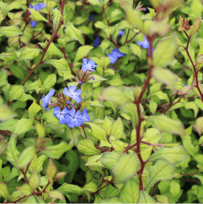 Ceratostigma Willmottianum 3 Litre