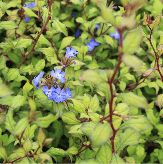 Ceratostigma Willmottianum 3 Litre