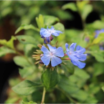 Ceratostigma willmottianum Forest Blue 3 Litre