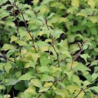 Ceratostigma willmottianum Sapphire Ring 3 Litre