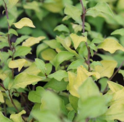 Ceratostigma willmottianum Sapphire Ring 3 Litre