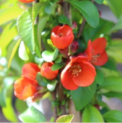 Chaenomeles japonica Sargentii 3 Litre