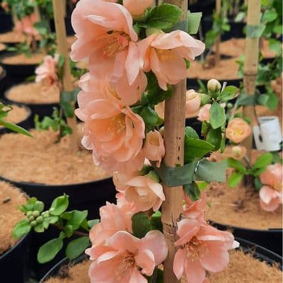 Chaenomeles speciosa Geisha Girl