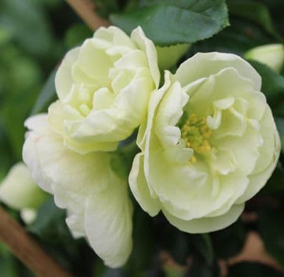 Chaenomeles speciosa Kinshiden  3 Litre