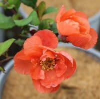 Chaenomeles speciosa Mango Storm 3 Litre