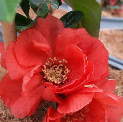 Chaenomeles speciosa Mango Storm 3 Litre