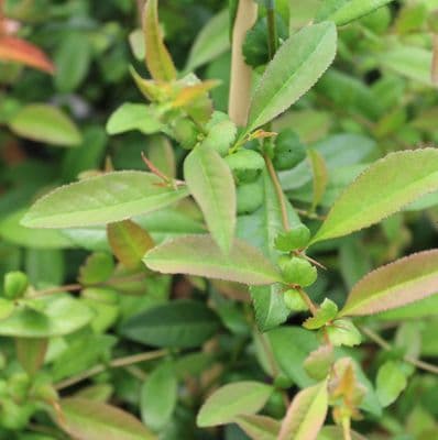 Chaenomeles speciosa Nivalis 3 Litre