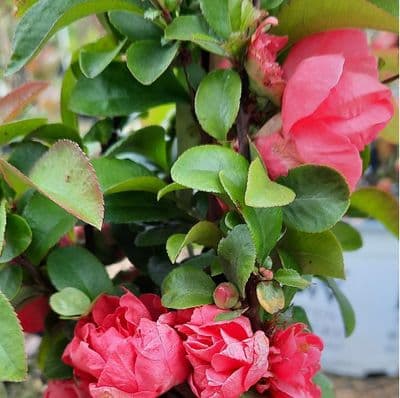 Chaenomeles speciosa Pink Storm 3 Litre