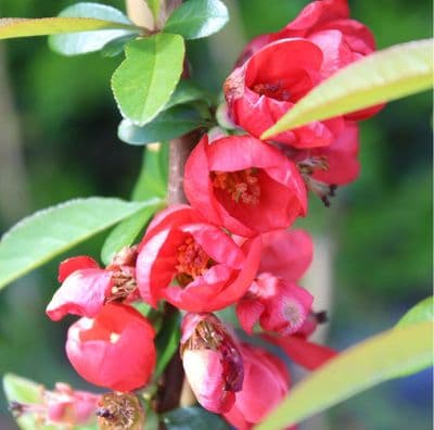 Chaenomeles speciosa Rubra Grandiflora x 3 Litre